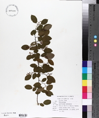 Berchemia scandens image