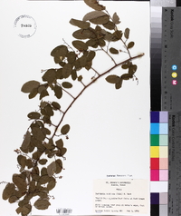 Berchemia scandens image