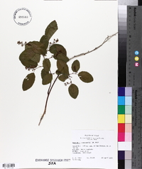 Berchemia scandens image