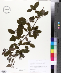 Berchemia scandens image