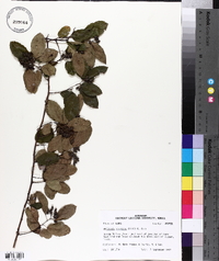 Berchemia scandens image