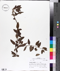 Berchemia scandens image