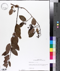 Berchemia scandens image