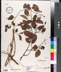 Berchemia scandens image