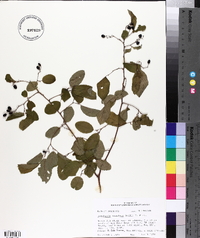 Berchemia scandens image