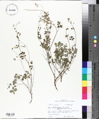 Thalictrum dasycarpum image