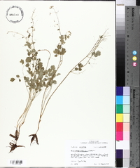 Thalictrum arkansanum image