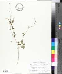 Thalictrum arkansanum image