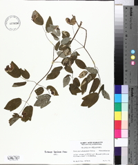 Thalictrum arkansanum image