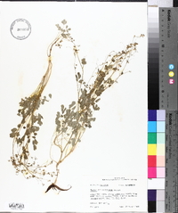 Thalictrum arkansanum image