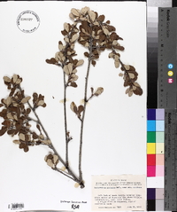 Cercocarpus montanus image