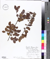 Sageretia thea subsp. thea image