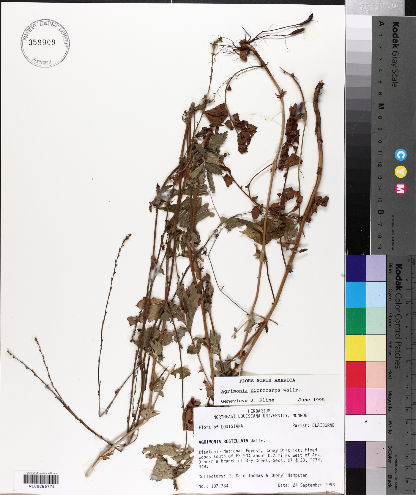 Agrimonia microcarpa image