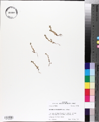 Alchemilla microcarpa image