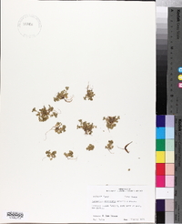 Alchemilla microcarpa image