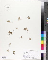 Alchemilla microcarpa image