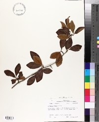 Crataegus opaca image