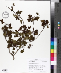 Crataegus marshallii image