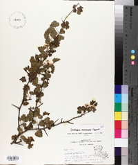 Crataegus marshallii image