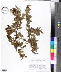 Crataegus brachyacantha image