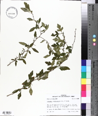 Crataegus brachyacantha image