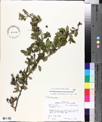 Crataegus brachyacantha image