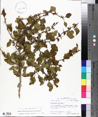 Crataegus brachyacantha image