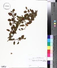 Crataegus brachyacantha image