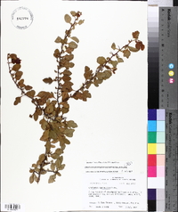 Crataegus brachyacantha image