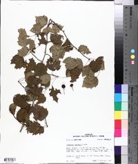 Crataegus pruinosa image