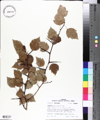 Crataegus pruinosa image