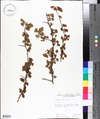 Crataegus marshallii image