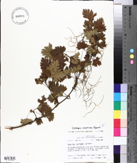 Crataegus marshallii image