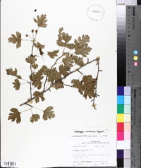 Crataegus marshallii image