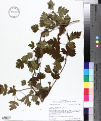 Crataegus marshallii image