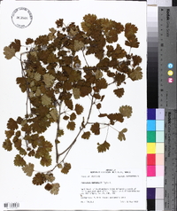 Crataegus marshallii image
