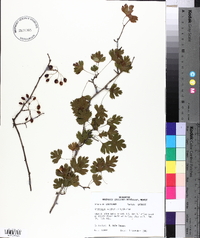 Crataegus marshallii image