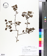 Crataegus marshallii image