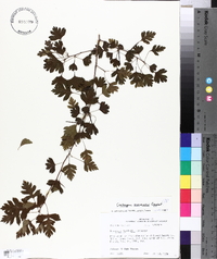 Crataegus marshallii image