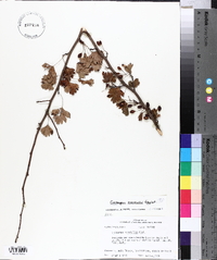 Crataegus marshallii image