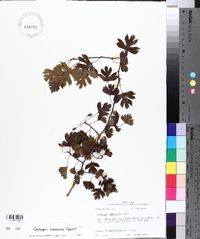 Crataegus marshallii image