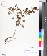 Crataegus marshallii image