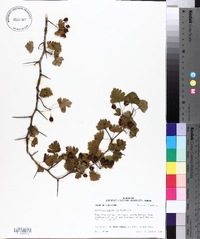 Crataegus marshallii image