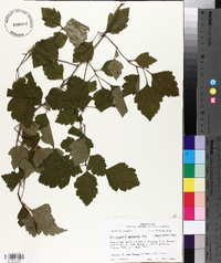 Crataegus pearsonii image