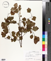 Crataegus pearsonii image