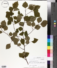 Crataegus pearsonii image