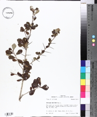 Crataegus uniflora image