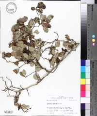 Crataegus uniflora image