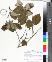 Crataegus triflora image