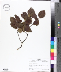 Crataegus triflora image